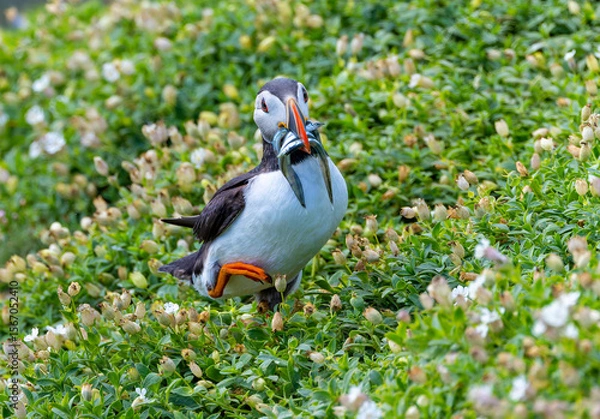 Fototapeta Atlantic Puffin "Fratercula arctica" with beak full of fish eels walking on slope covered with green vegetation. Closeup of birds colorful bill, face and foot. Ireland
