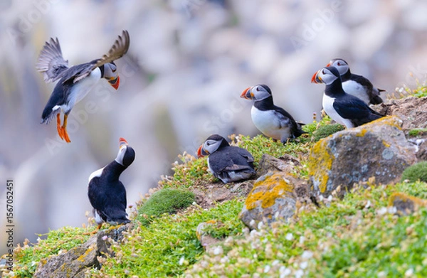 Fototapeta Group of Atlantic Puffins known as colony or puffinry gather together on rocky slope, six showing their colorful red orange beaks. One bird flying to land, watched by others. Saltee Islands, Ireland 