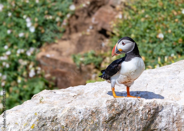 Fototapeta Puffin seabird standing on rock with a very cute pose showing its colorful orange beak, legs and feet. Bird "Fratercula arctica" of "Auk" family on Great Saltee Island, coastal Ireland