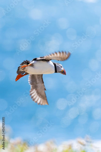 Fototapeta Atlantic Puffin "Fratercula arctica" flying above sparkling blue sea on summer day. Also "Common Puffin" in flight with wings open outstretched. Great Saltee Island, Ireland