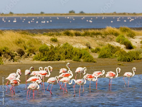 Fototapeta flamingos, Parc Regional de Camargue, Provence, France