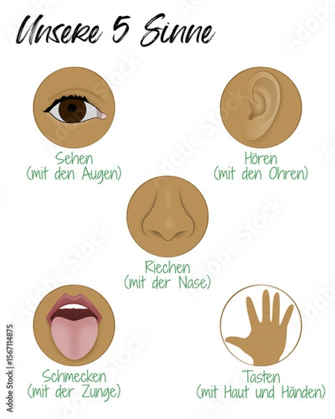 Obraz Unsere 5 Sinne - Übersicht