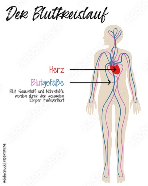 Obraz Der Blutkreislauf