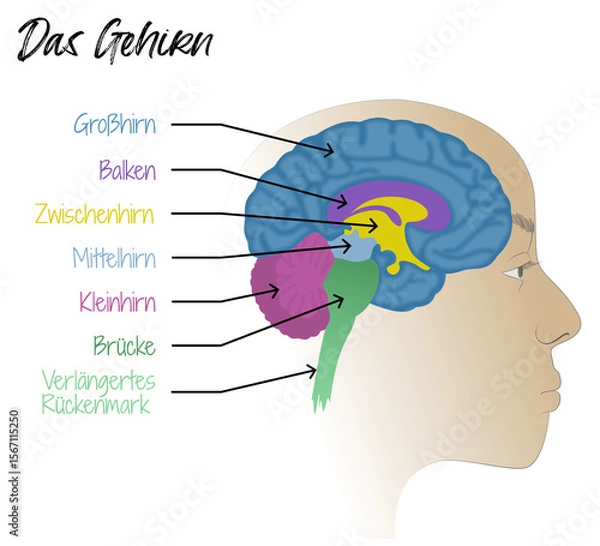 Obraz Das Gehirn - Aufbau