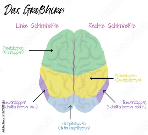 Obraz Das Großhirn - Areale