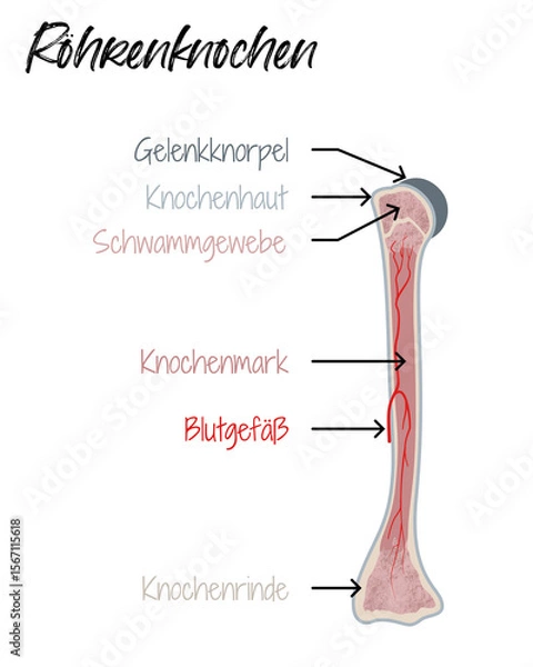 Obraz Röhrenknochen - Aufbau
