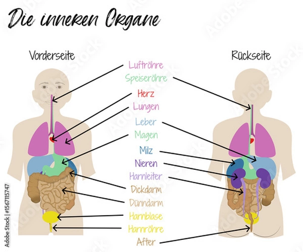 Obraz Die inneren Organe - menschliche Organe