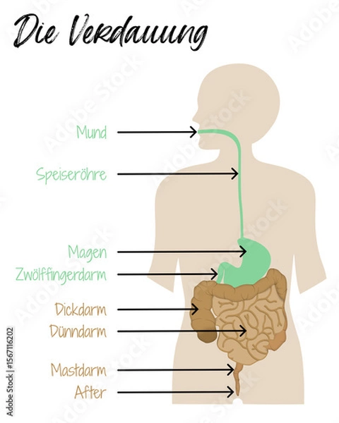 Obraz Die Verdauung - Infografik