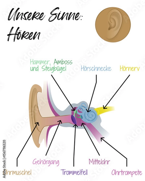 Obraz Unsere Sinne - Hören - Ohr