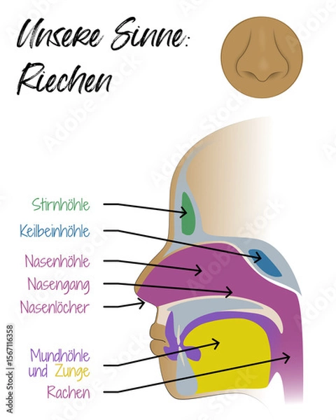 Obraz Unsere Sinne - Riechen - Nase