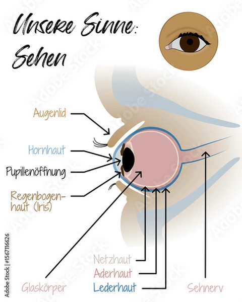 Obraz Unsere Sinne - Sehen - Auge