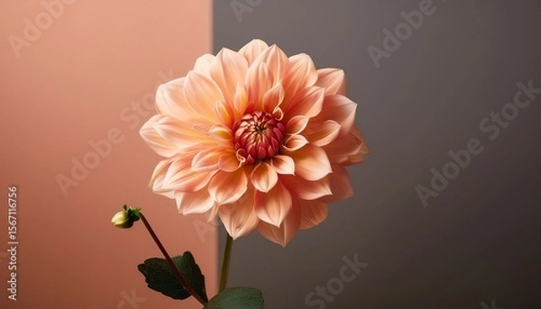 Obraz single peach dahlia bloom in warm light against a solid color wall minimalist style