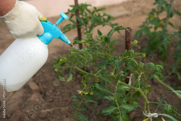 Fototapeta Treatment of plants in the open ground by leaf. A male hand sprays the biopreparation on the tomato bush with a pom sprayer.