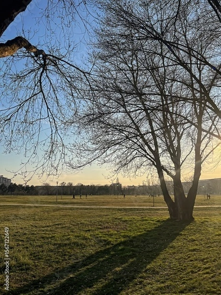 Obraz Bare Tree and Long Shadow in City Park at Sunset
