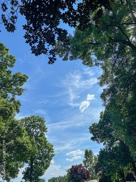 Obraz Airplane in Blue Sky Framed by Green Trees on a Summer Day