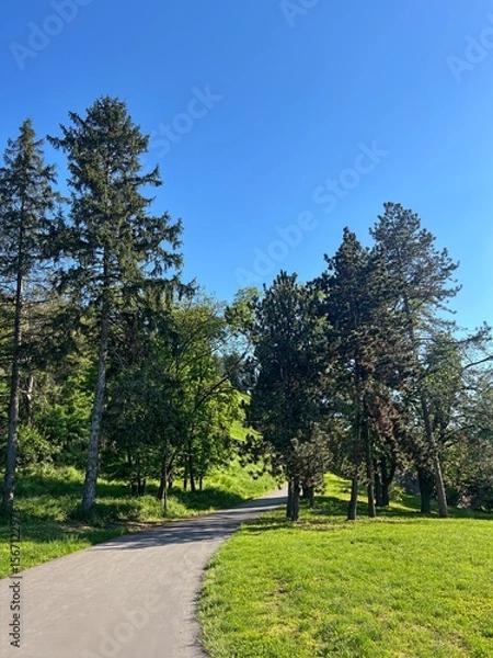 Obraz Curved Path Through Green Park with Tall Trees