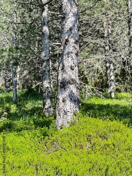 Obraz Pine Tree Bark Close-Up with Juniper Bushes