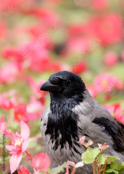 Fototapeta Hooded crow explores a vivid flowerbed filled with pink blossoms and green leaves, symbolizing interaction of wildlife and gardening.