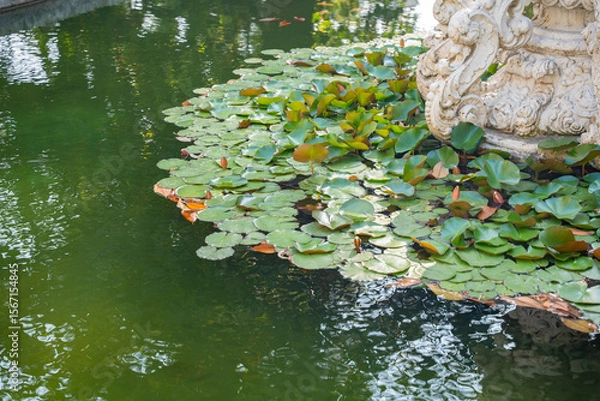 Fototapeta Lily pads on green pond with calm water. Natural serenity water garden with floating leaves and tranquil reflections. Stillness and stone by the pond. Outdoor setting