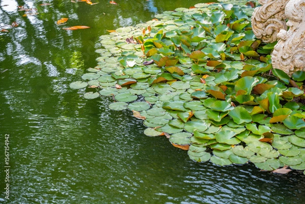 Fototapeta Lily pads on green pond with calm water. Natural serenity water garden with floating leaves and tranquil reflections. Stillness and stone by the pond. Outdoor setting