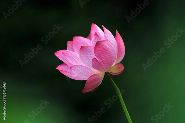Obraz Blossom lotus flower