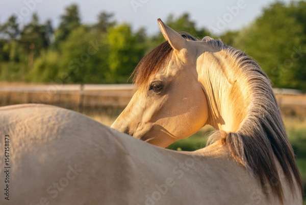 Fototapeta Graceful Morgan Mare on a Blooming Summer Field