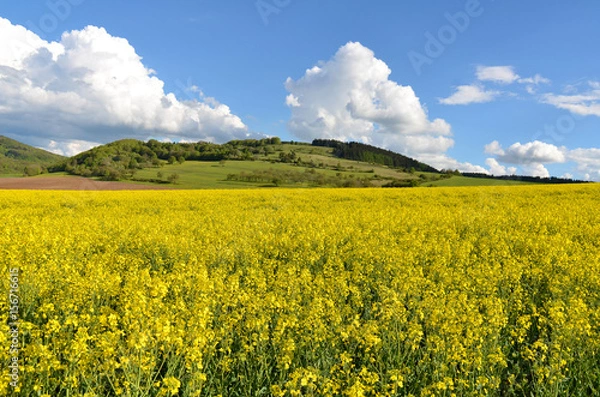 Fototapeta Rapsfeld