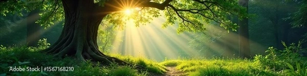 Fototapeta Dappled Sunlight in Ancient Forest Discover the serene beauty of untouched nature.  Perfect for environmental documentaries, travel brochures, and nature-themed projects.