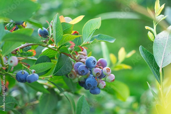 Obraz Close-up of ripe blueberries growing on a bush in a green summer garden. Concept organic farming, healthy eating, and the beauty of seasonal fruit.