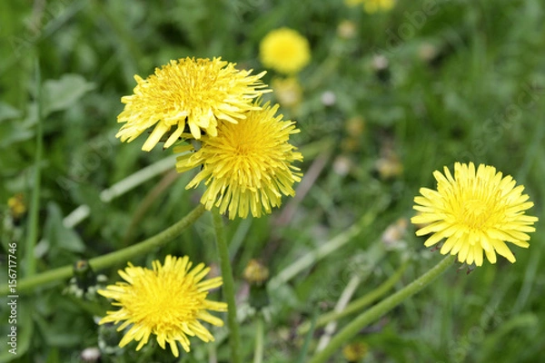 Fototapeta Yellow dandelions. Bright flowers dandelions on background of green spring grass.