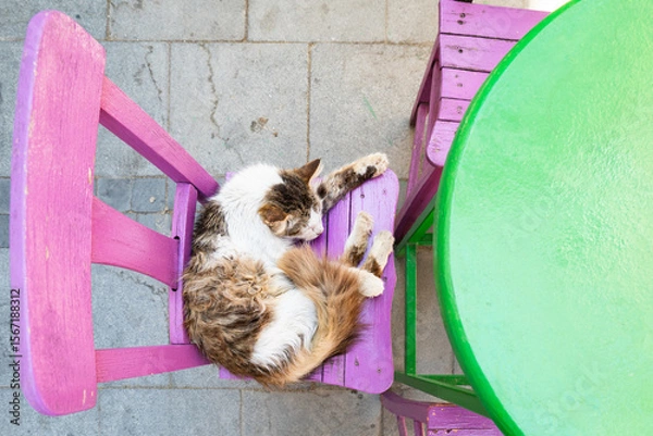 Fototapeta cute calico cat chilling and sleeping on bench, vibrant colors, , top down angle
