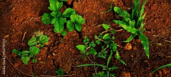 Fototapeta long background, This texture highlights the impact of climate change on land and ecosystems.