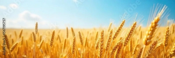 Fototapeta Golden Barley and Wheat Fields Swaying Gently in a Summer Breeze, Creating a Breathtaking Landscape of Ripe Grains Under a Clear Blue Sky.  A Picturesque Scene of Agricultural Abundance.