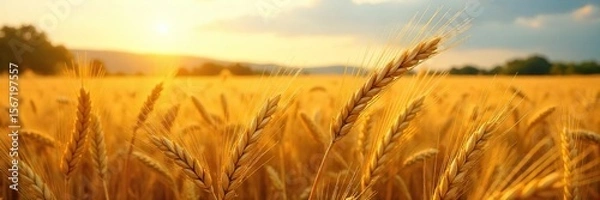 Fototapeta Golden Wheat Field Swaying in Summer Breeze A Picturesque Harvest Scene