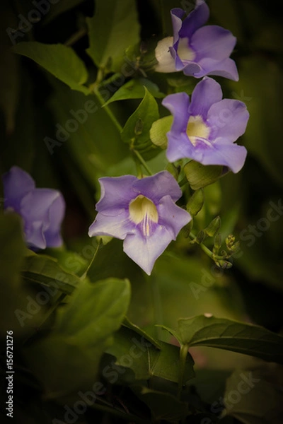 Obraz lovely flowers