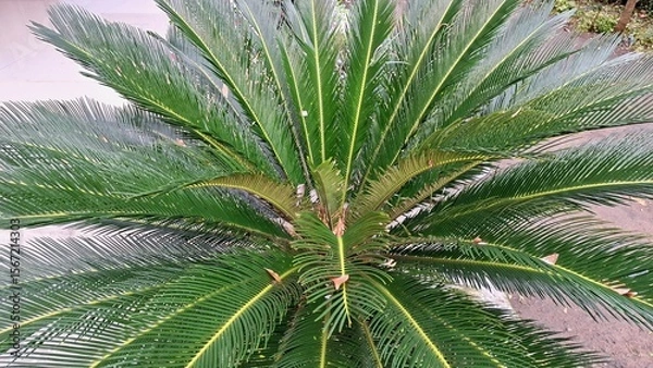 Obraz Green Foliage of Cycas Revoluta Palm in Close Focus, Exotic Tropical Plant Texture for Botanical and Garden Themes