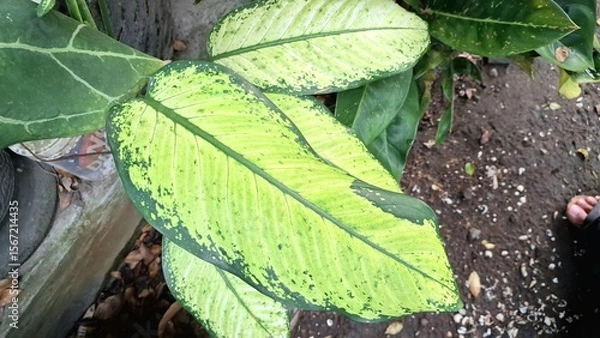 Obraz Close-Up Vibrant Dieffenbachia Leaf: Unique White and Green Variegated Pattern, Tropical Houseplant Foliage Detail