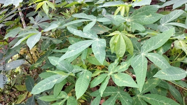 Obraz Vibrant Green Texture of Multiple Cassava Leaves (Manihot esculenta), Creating a Fresh and Organic Pattern Perfect for Nature-Themed Backdrops and Designs.