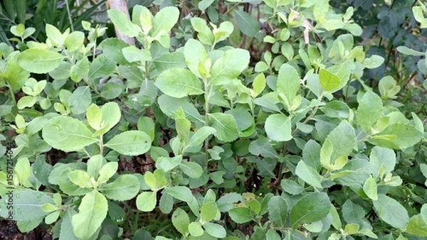 Obraz Aromatic Green Pluchea Indica (Indian Camphorweed) Leaf Close-Up: Highlighting its Texture and Medicinal Properties for Herbal Remedies and Botanical Illustrations