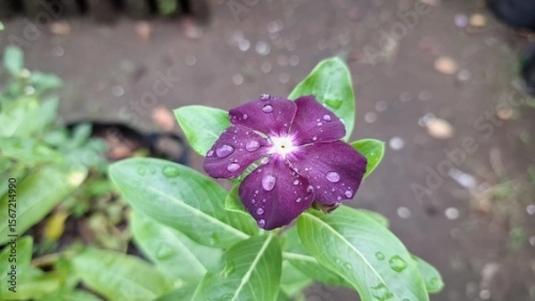 Obraz Beautiful dark violet purple Vinca flower (Catharanthus roseus) with raindrops and lush green foliage, symbolizing endurance and widely cultivated for decoration and traditional healing purposes	