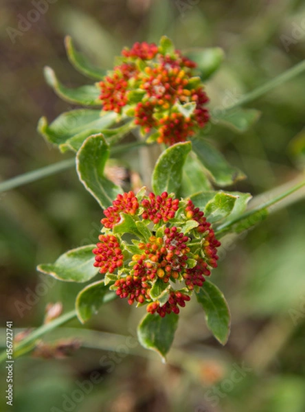 Obraz Red and pretty