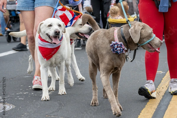 Obraz White labrador retriever dog wear patriotic red white and blue bandana during the Ventura 4th July parade