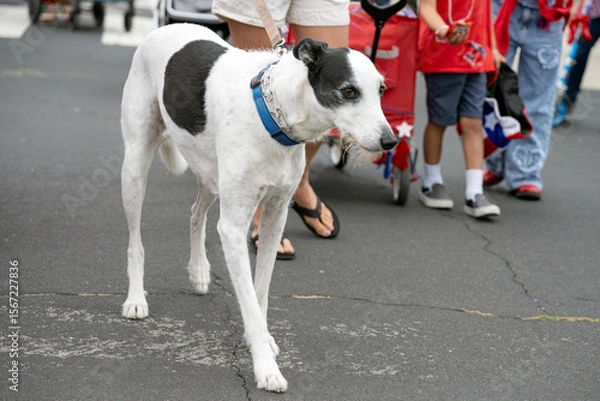 Obraz Mixed breed black and white dog walking eagerly down the street in Ventura 4th July parade celebration