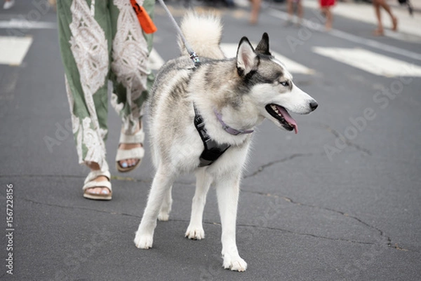Obraz Black and white Siberian Husky dog walking eagerly down the street in Ventura 4th July parade celebration
