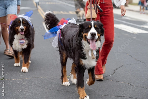 Obraz Large Burmese Mountain Dog wearing a red white and blue bow walking eagerly down the street in Ventura 4th July parade celebration