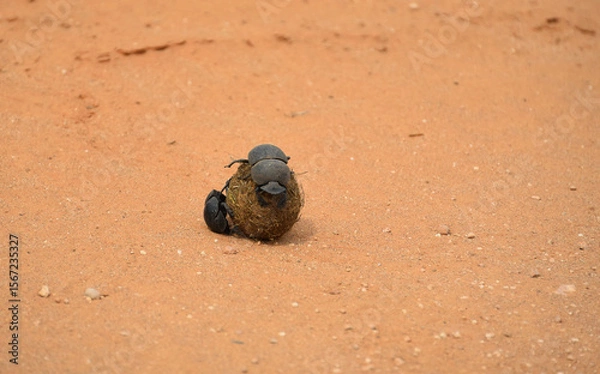 Obraz south-africa-close-up-dung-beetles-rolling-ball-elephant-dung