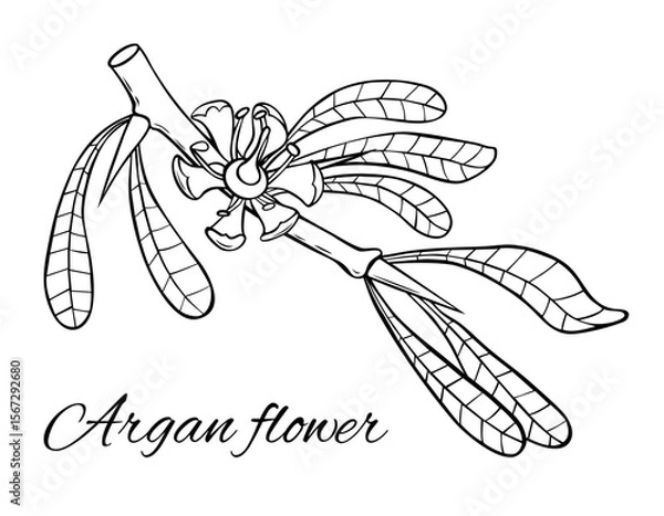 Obraz Argan branch with flower. Hand drawn vector illustration. Plant part isolated on white background.