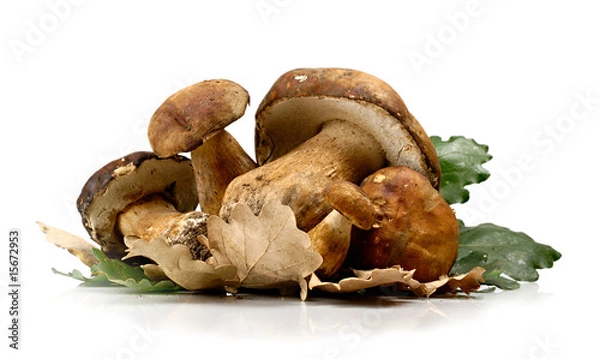 Obraz Funghi Porcini