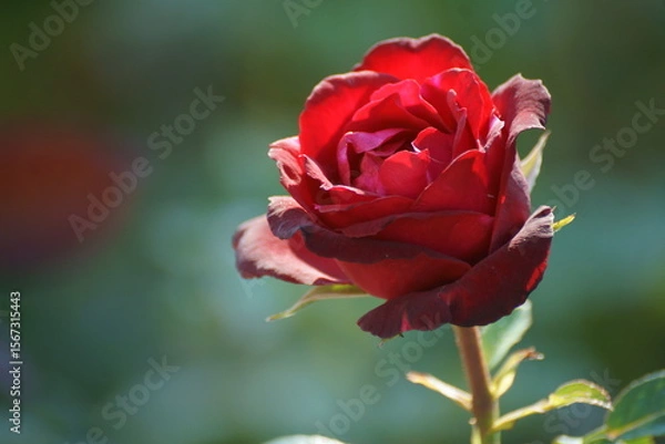 Obraz single red rose