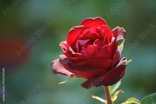 Obraz single red rose
